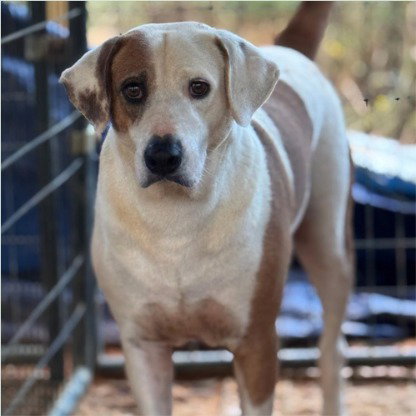 Charlie - (Courtesy Post) Adopt Me!