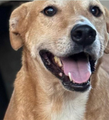 Honey - (Courtesy Post) Adopt Me!