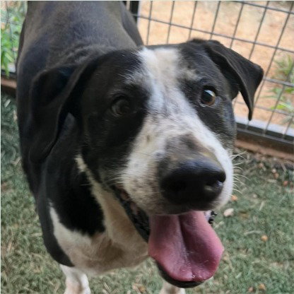 Jerry - (Courtesy Post) Adopt Me!
