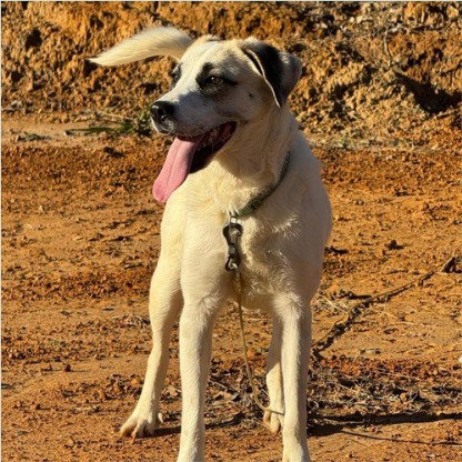 Lexie - (Courtesy Post) Adopt Me!