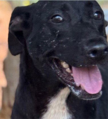 Luna - (Courtesy Post) Adopt Me!