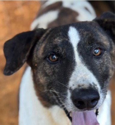 Murphy - (Courtesy Post) Adopt Me!, an adoptable Siberian Husky in Lake Forest, CA