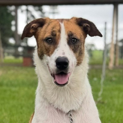Rosie - (Courtesy Post) Adopt Me!, an adoptable Terrier in Lake Forest, CA
