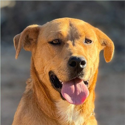 Sonny - (Courtesy Post) Adopt Me!, an adoptable Shepherd in Lake Forest, CA