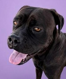Adira - Courtesy Post) Adopt Me!, an adoptable Cane Corso Mastiff in Lake Forest, CA
