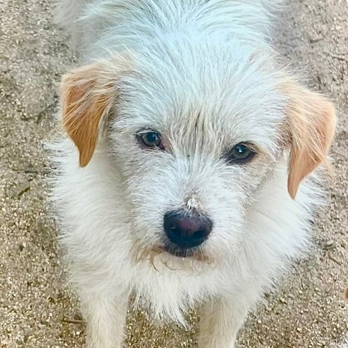 Benji