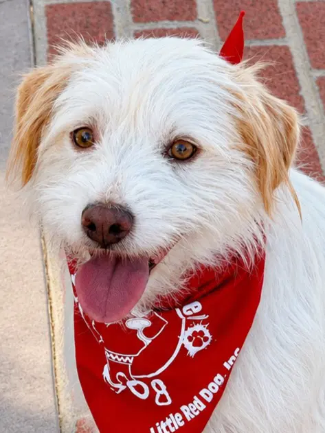Benji - Courtesy Post Adopt Me - Terrier