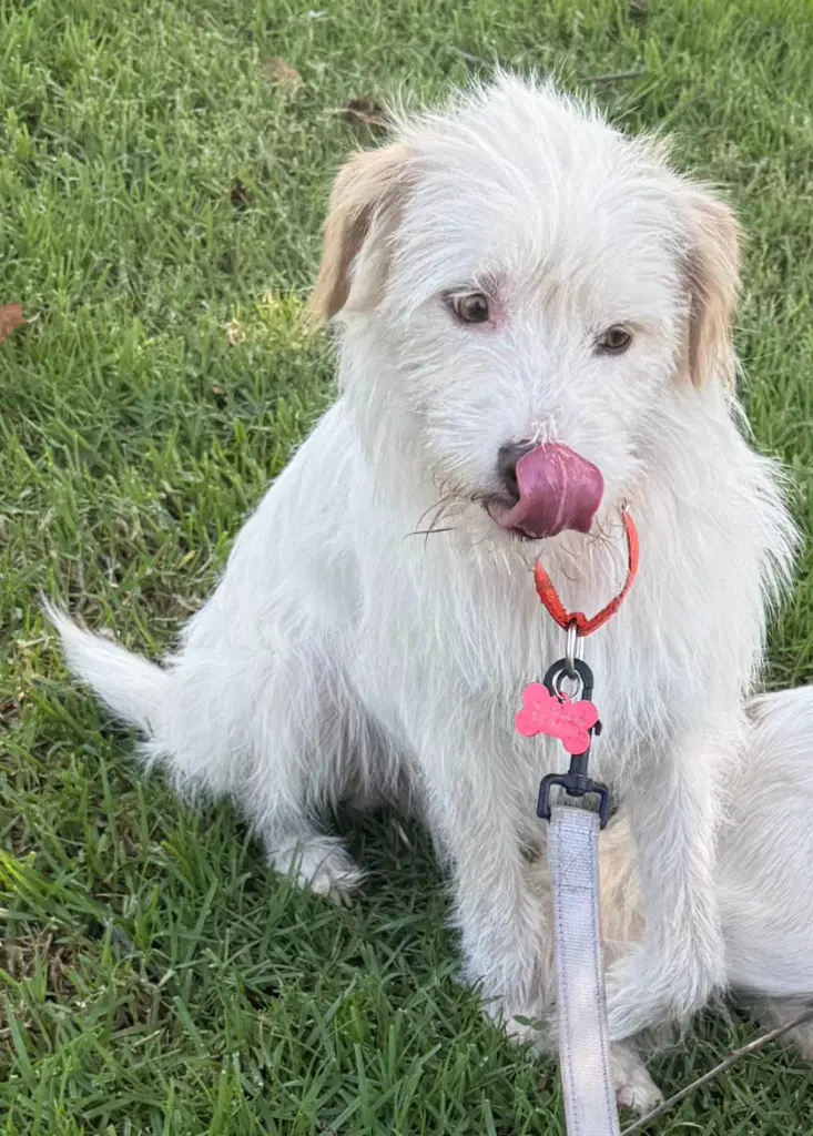 Benji - Courtesy Post Adopt Me image 3