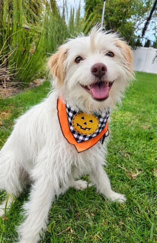 Benji - Adopt Me!, photo 2