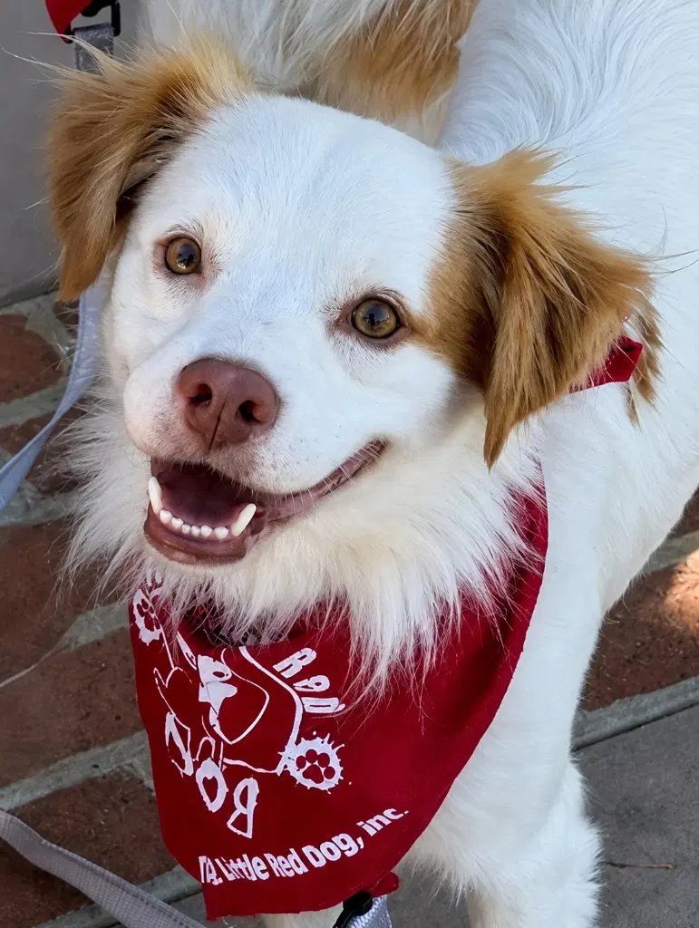Ringo - Courtesy Post Adopt Me - Terrier