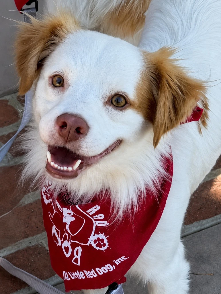Ringo - Courtesy Post Adopt Me