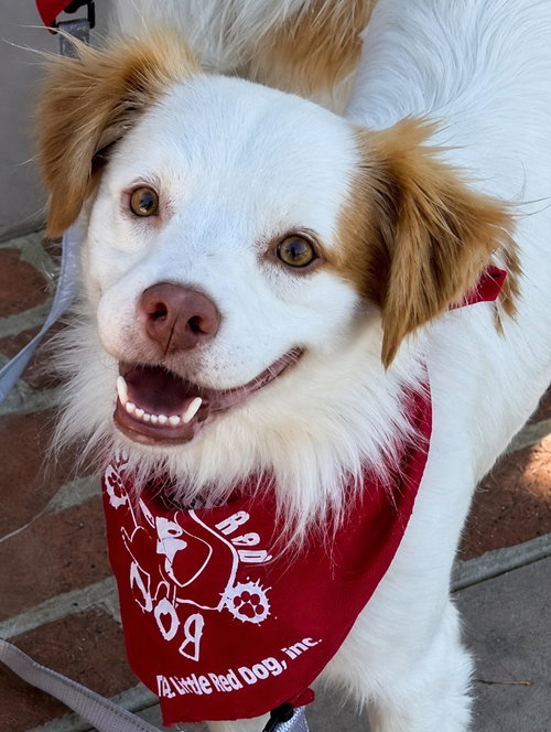 picture of the dog needing adoption