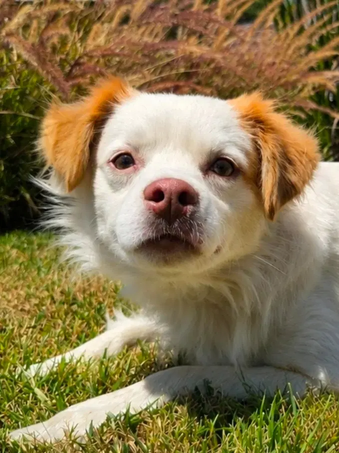 Ringo - Courtesy Post Adopt Me image 3