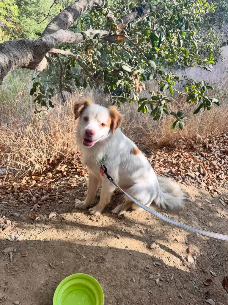 Ringo - Courtesy Post Adopt Me image 4