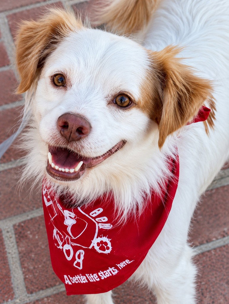 Ringo - Adopt Me!
