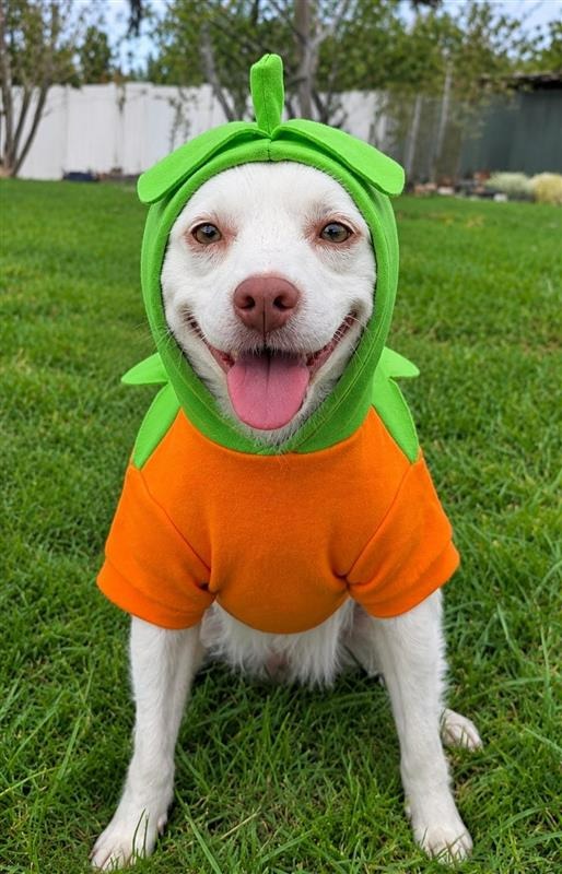 Ringo - Adopt Me!, photo 2