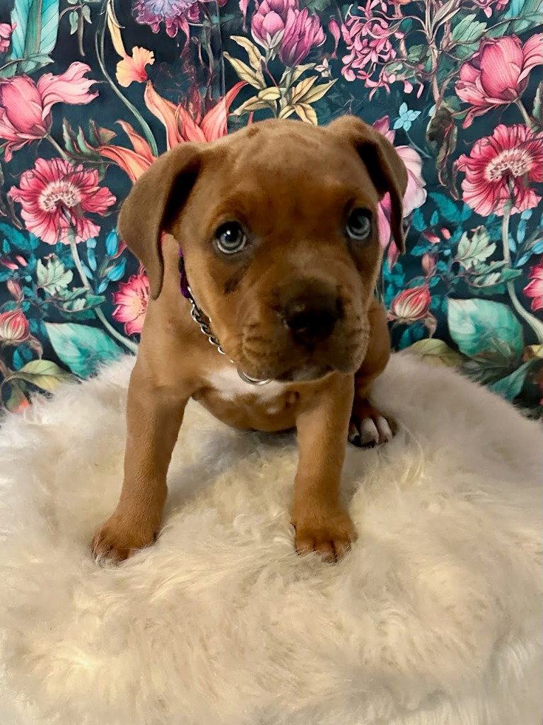 Fawn - Adopt Me!