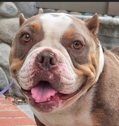 Marshmallow - Foster or Adopt Me!