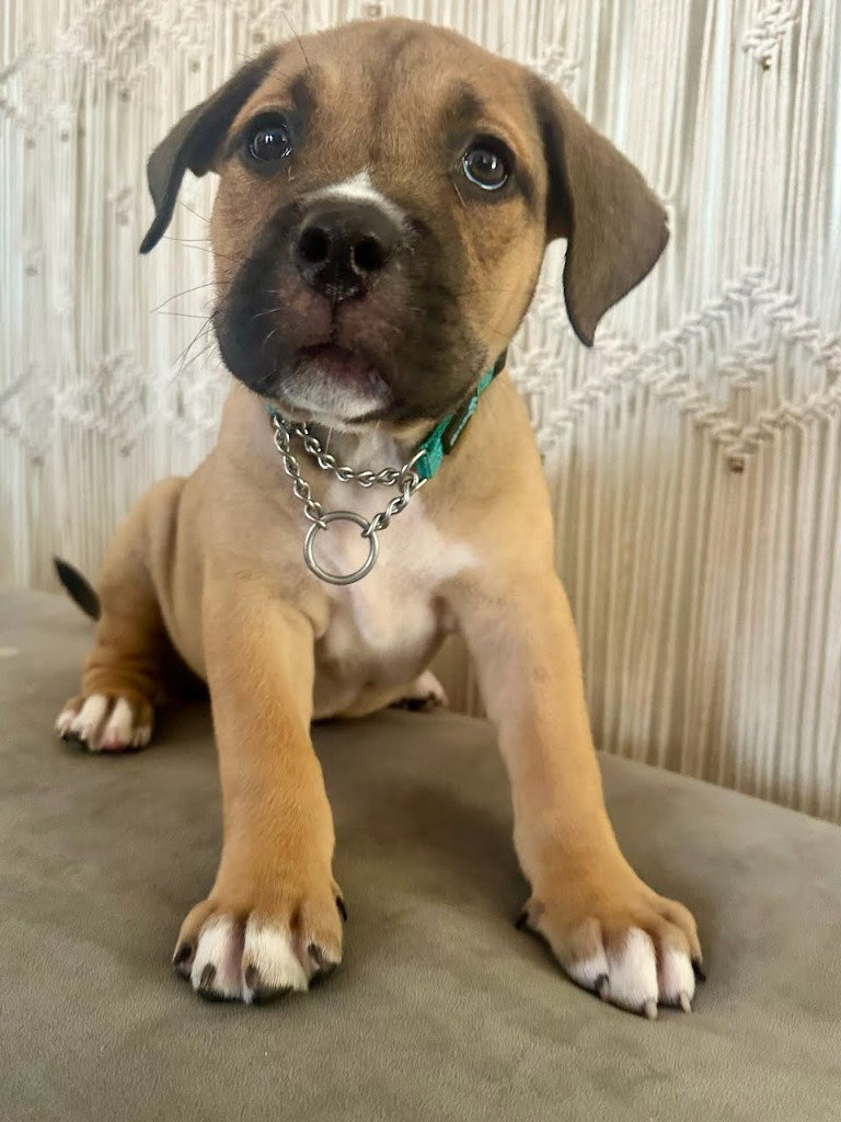 Woody - Adopt Me!