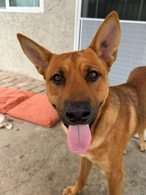 Frankie (Courtesy Post) - Adopt Me!
