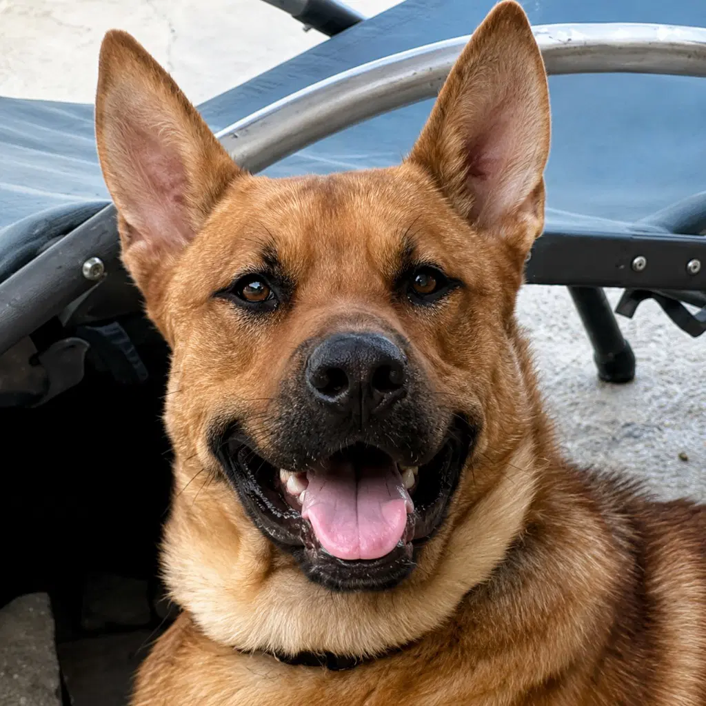 Frankie Courtesy Post - Adopt Me - Shepherd