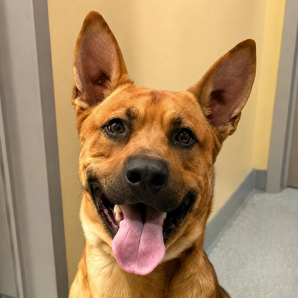Frankie Courtesy Post - Adopt Me - Shepherd