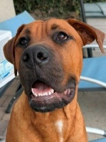 Rocco - (Courtesy Post) Adopt Me!