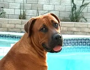 Rocco - Courtesy Post Adopt Me - Rhodesian Ridgeback