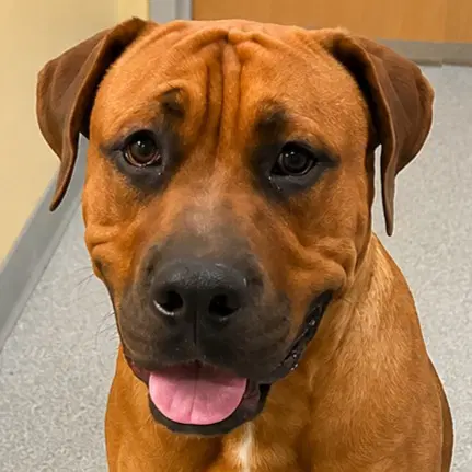 Rocco - Courtesy Post Adopt Me - Rhodesian Ridgeback