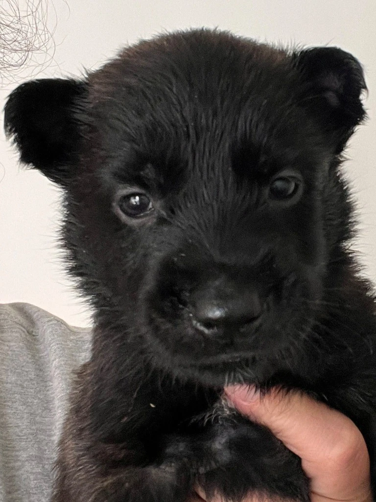 Bo - Courtesy Post - Adopt Me