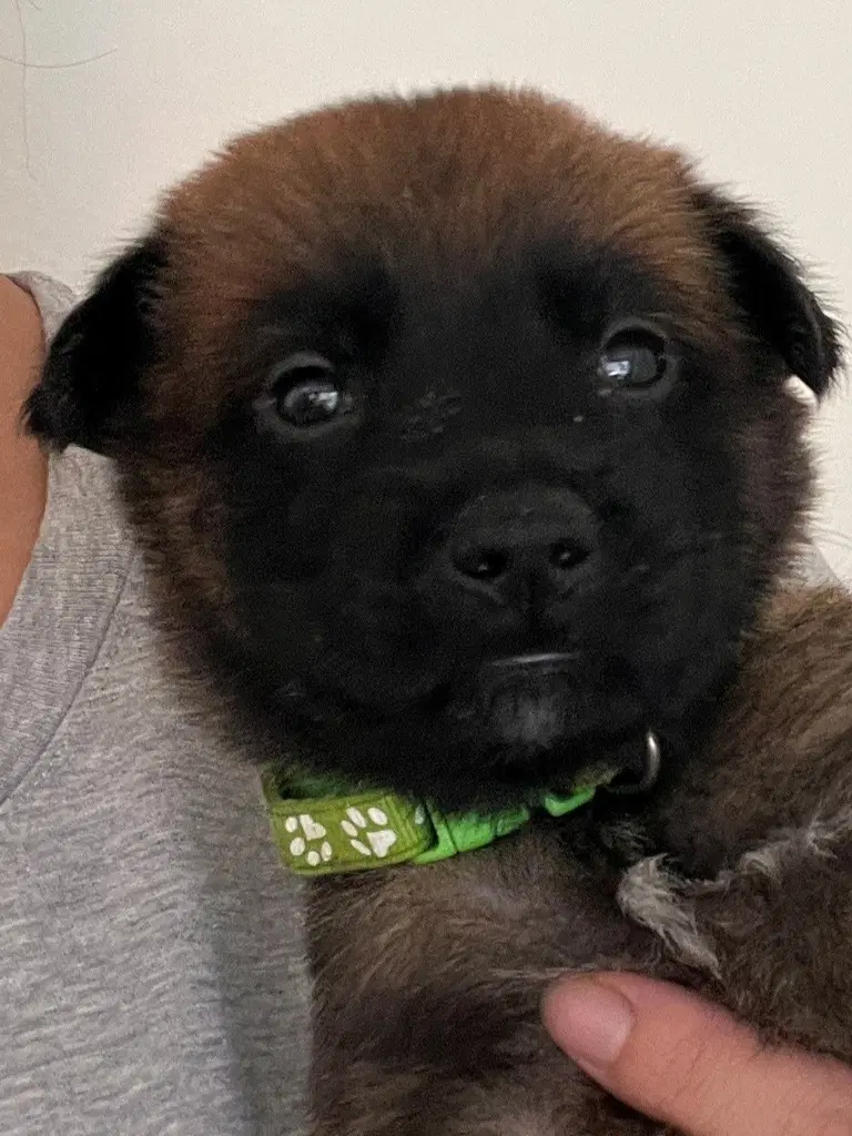 Henry - Courtesy Post - Adopt Me - Belgian Shepherd Malinois