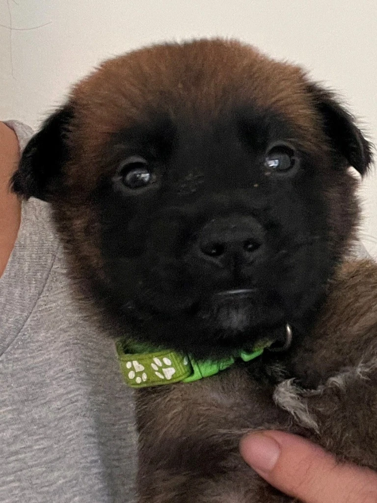 Henry - Courtesy Post - Adopt Me