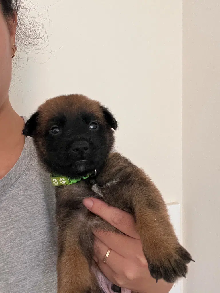 Henry - Courtesy Post - Adopt Me image 2