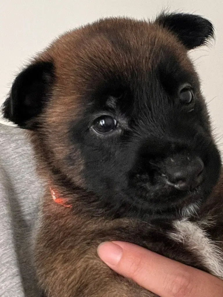 Hopper - Courtesy Post - Adopt Me - Belgian Shepherd Malinois