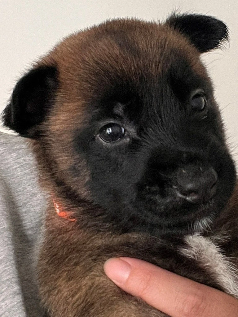 Hopper - Courtesy Post - Adopt Me
