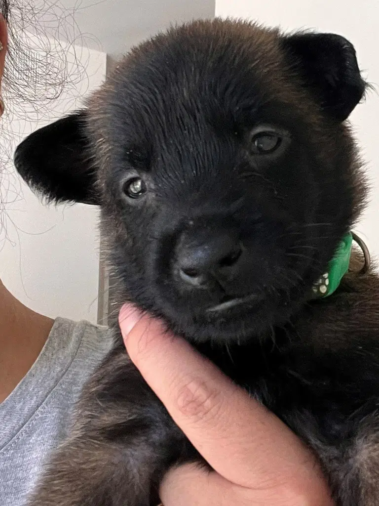 Koa - Courtesy Post - Adopt Me - Belgian Shepherd Malinois