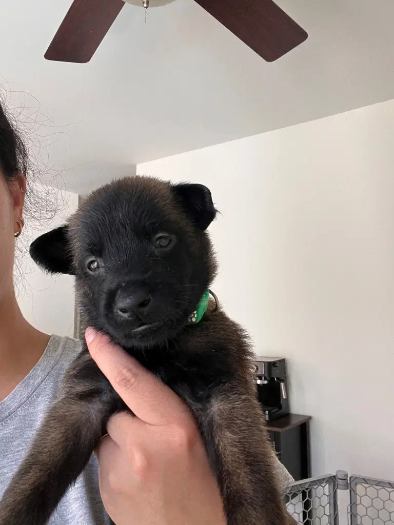 Koa - Courtesy Post - Adopt Me image 2