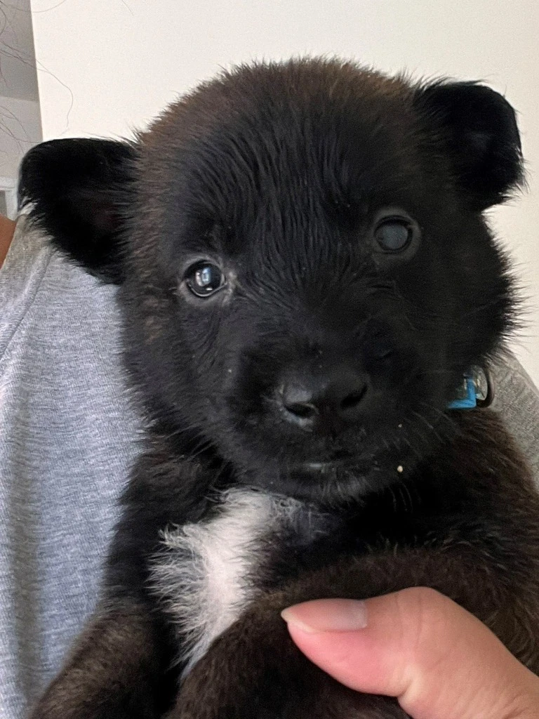Sebastian - Courtesy Post - Adopt Me