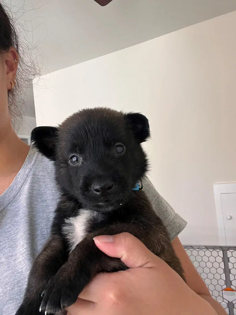 Sebastian - Courtesy Post - Adopt Me image 2