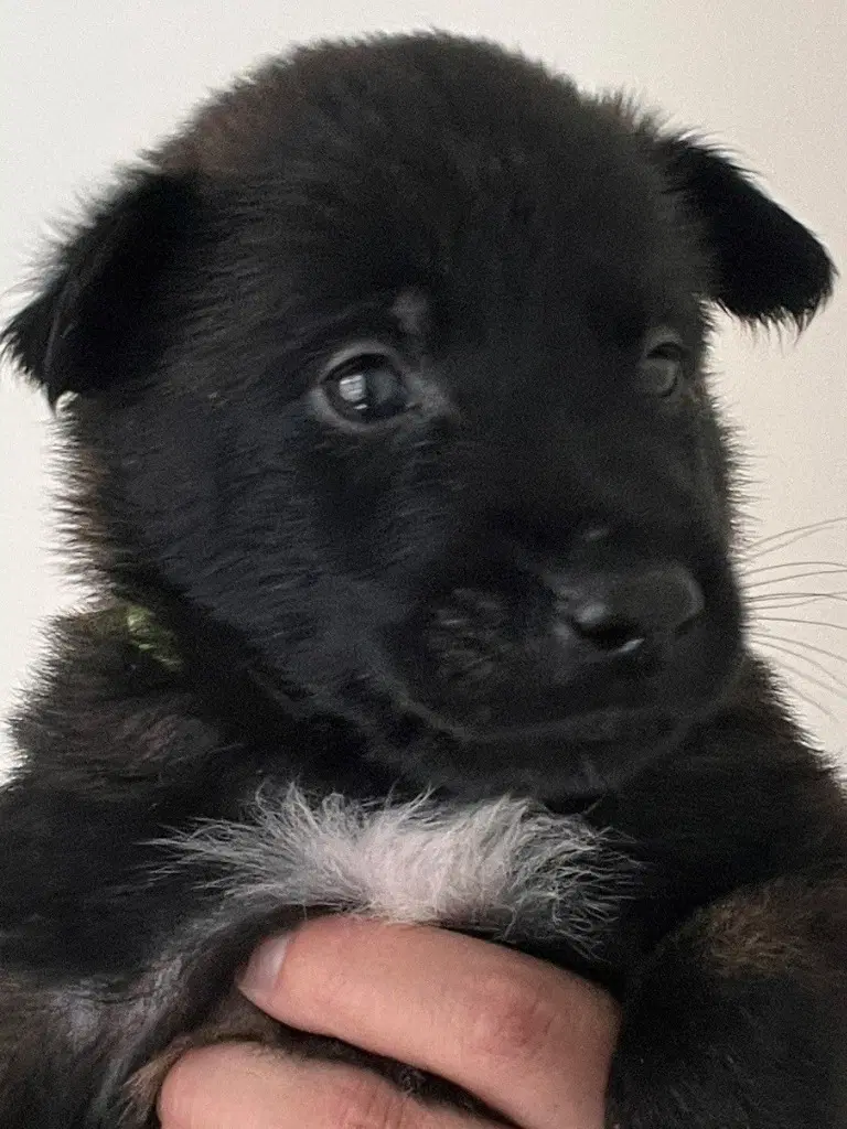Winchester - Courtesy Post - Adopt Me - Belgian Shepherd Malinois
