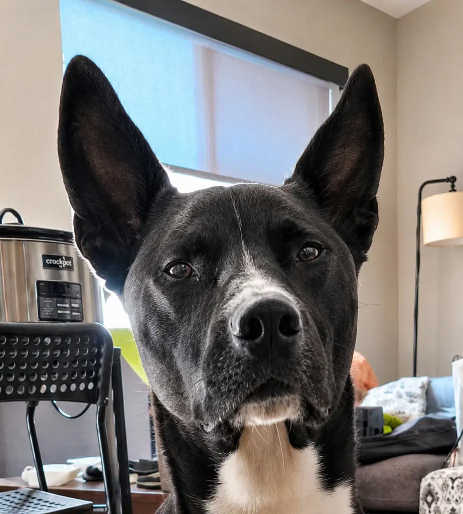 Hari - Courtesy Post Adopt Me - Cattle Dog