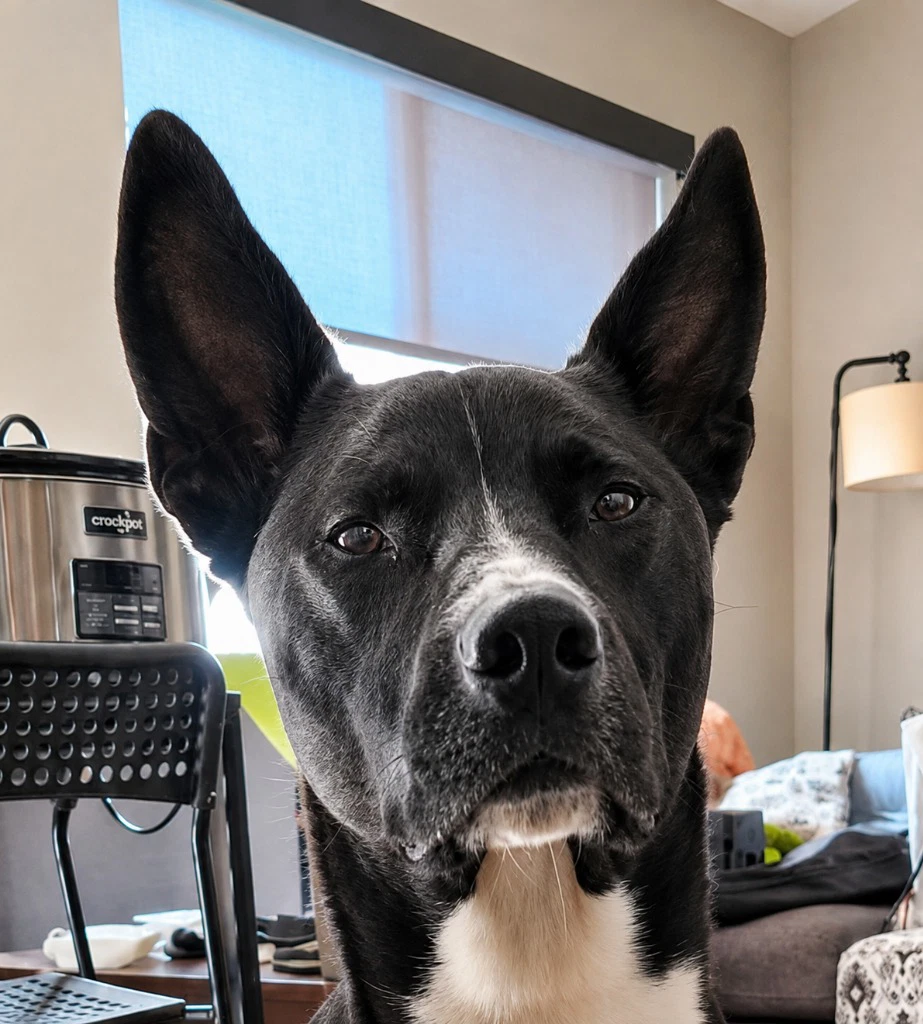 Hari - Courtesy Post Adopt Me