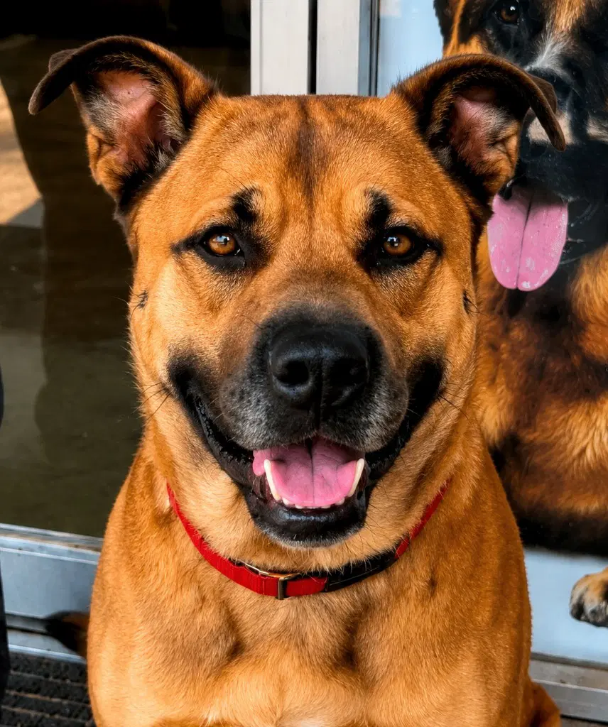 Smokey - Foster Or Adopt Me - German Shepherd Dog