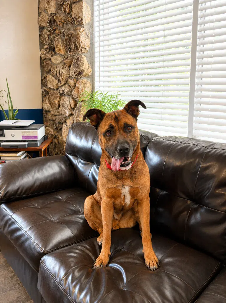 Smokey - Foster Or Adopt Me image 2