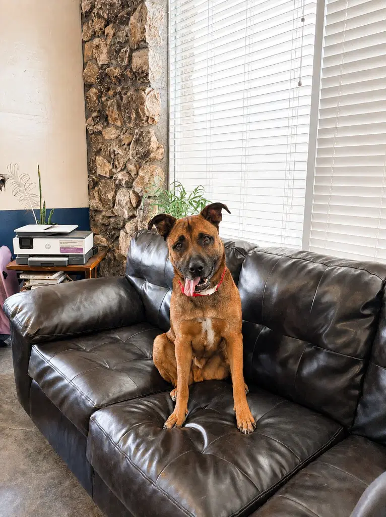 Smokey - Foster Or Adopt Me image 3