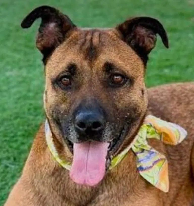 Smokey - Foster Or Adopt Me - German Shepherd Dog