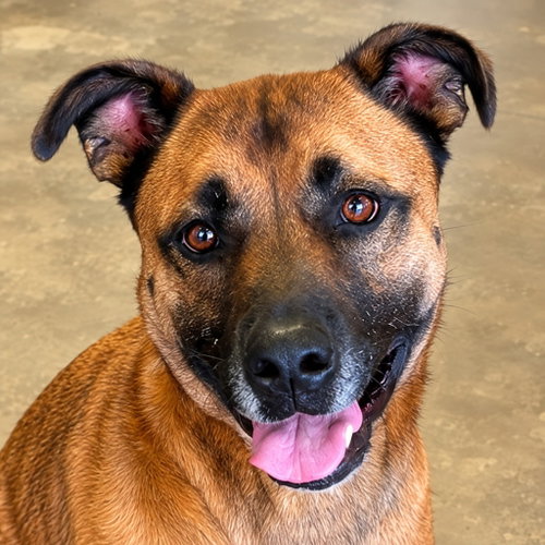 Smokey - Foster or Adopt Me!, a dog for adoption from The Little Red Dog, Inc