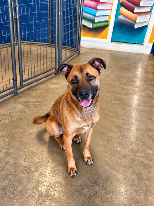 Photo 3 of Smokey - Foster or Adopt Me!