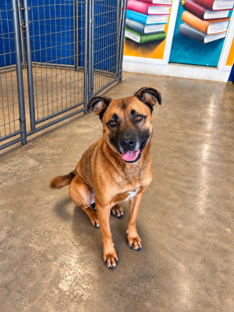 Smokey - Foster or Adopt Me!, photo 2