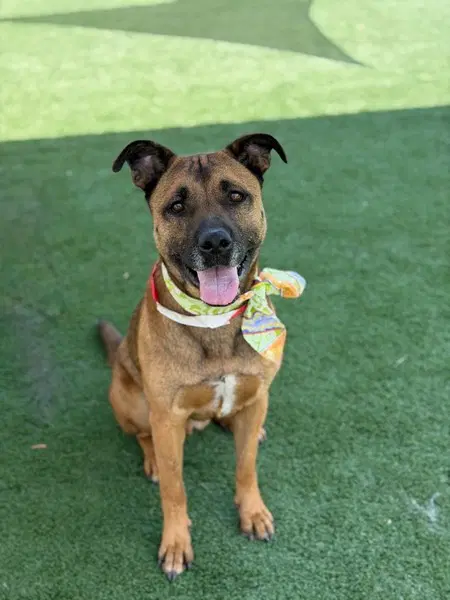 Smokey - Foster Or Adopt Me image 3